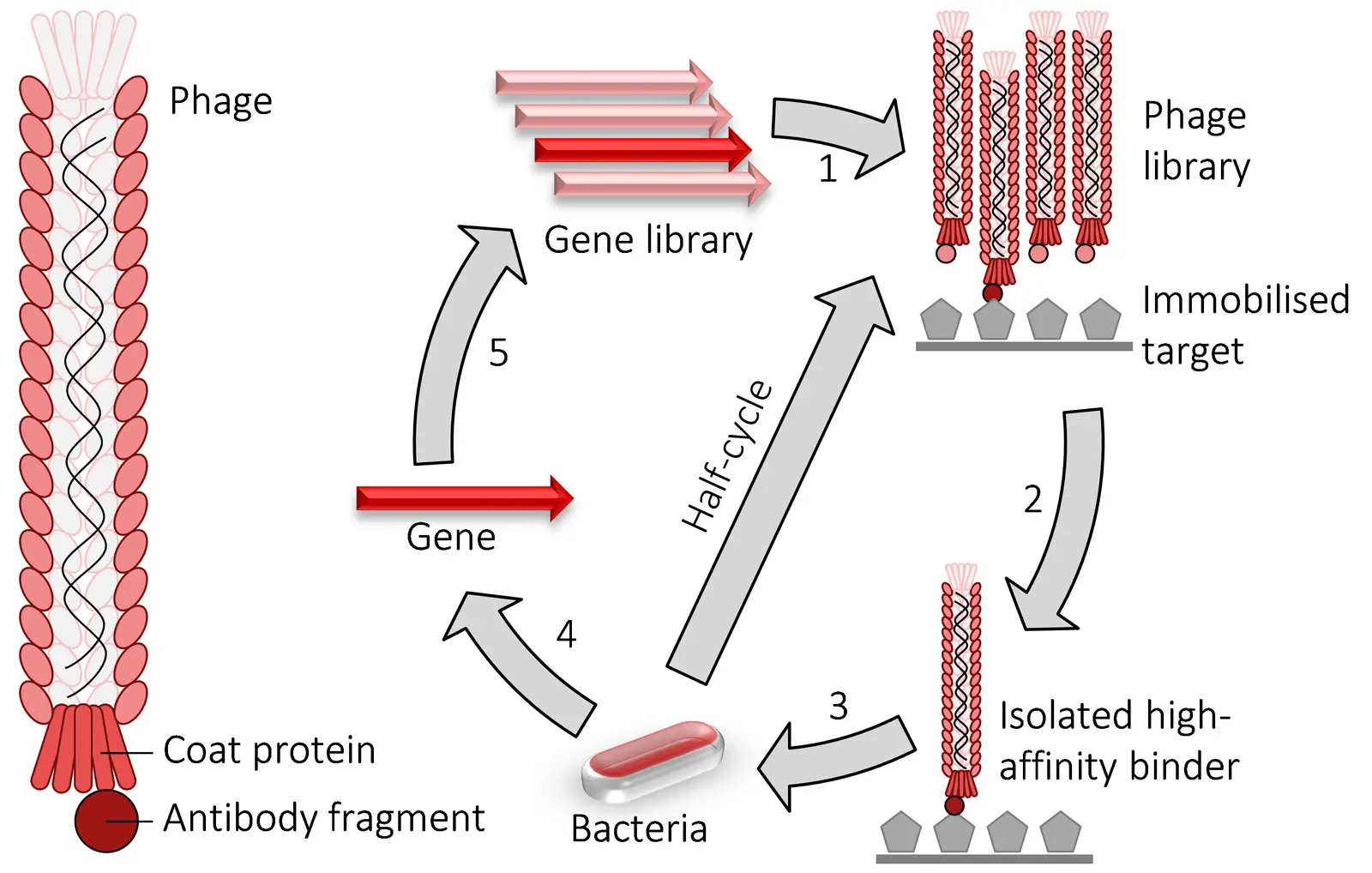 Ainnocence Reports AINN P1 Lifts Antibody Affinity Ranking by 28 Percent