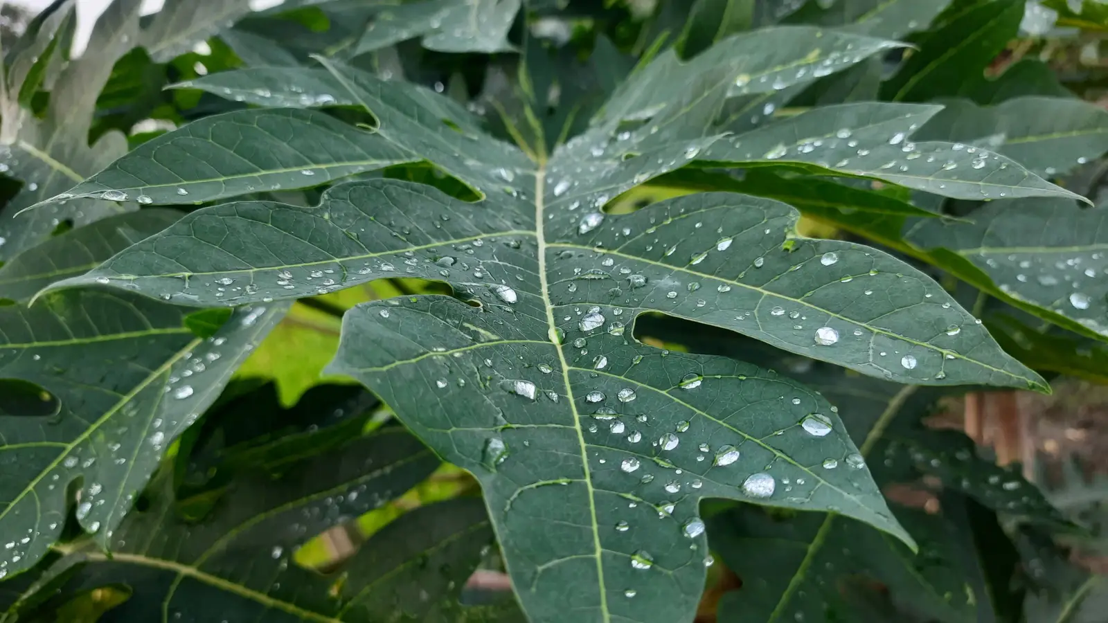 DeepLeaf Agronomist 1 Spec Opens Agentic Field Vision Models
