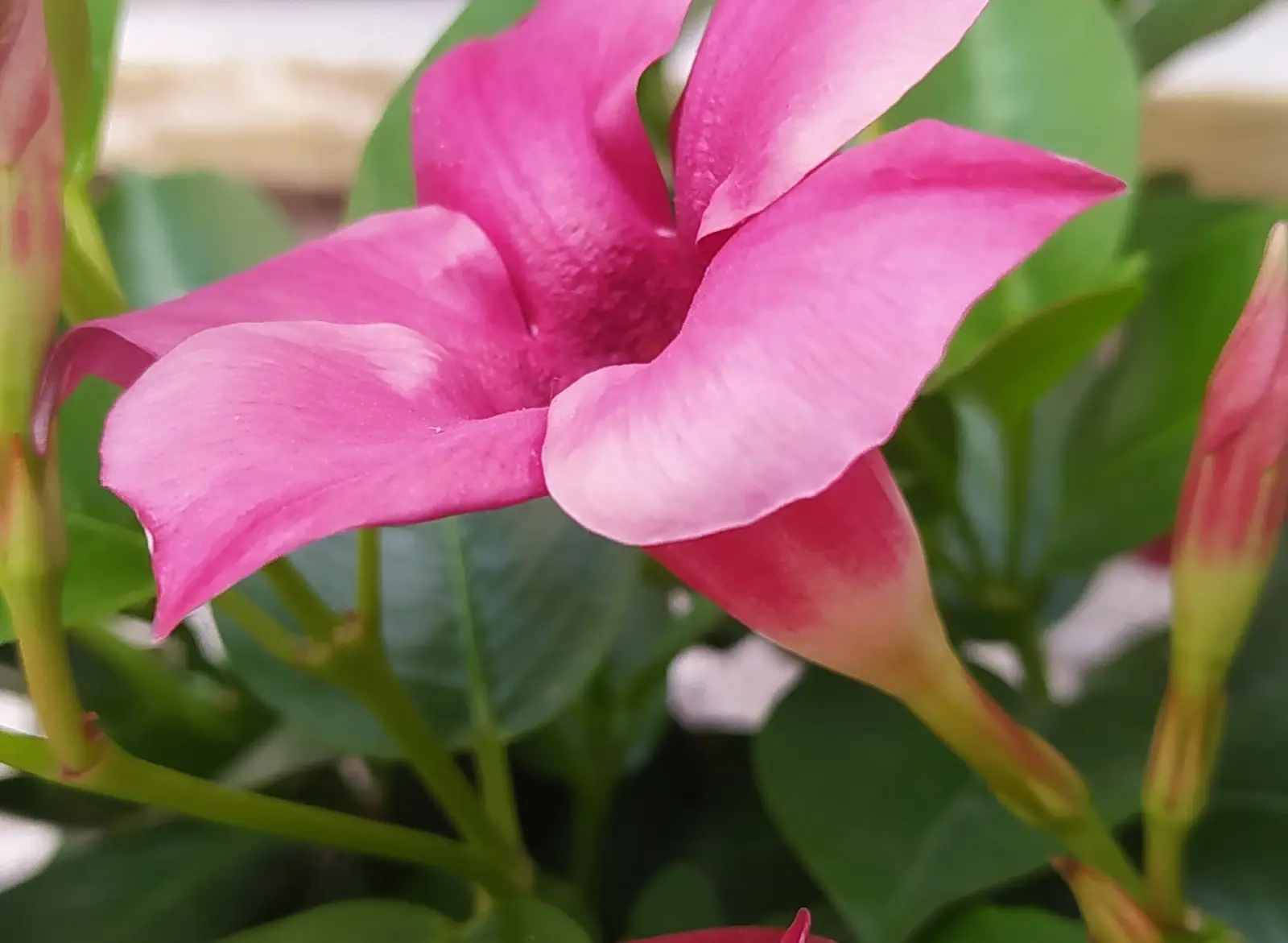LeCun Team H JEPA Study Raises Maze Success From 18 to 73 Percent